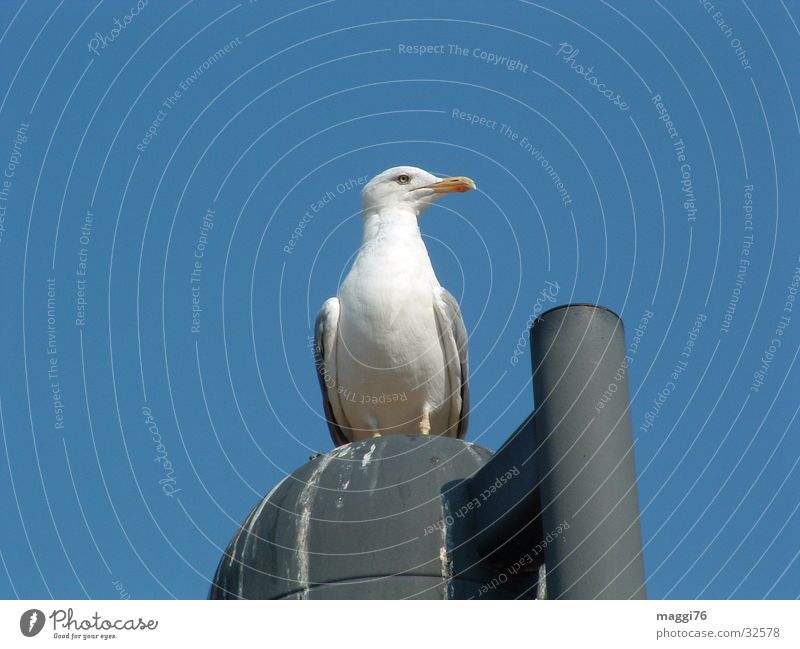 seagull Bird Seagull Lantern Beak Break Air Ocean Transport