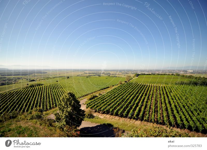 Vineyard landscape - Vineyards at the Tuniberg near Freiburg with blue sky Exterior shot Leaf Growth Farmer foliage work Cultivation Bunch of grapes