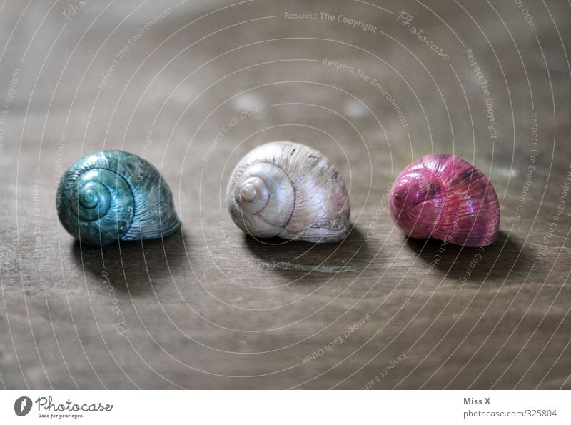 three snail shells Living or residing Flat (apartment) House (Residential Structure) Dream house Decoration Animal Snail 3 Group of animals Multicoloured Colour