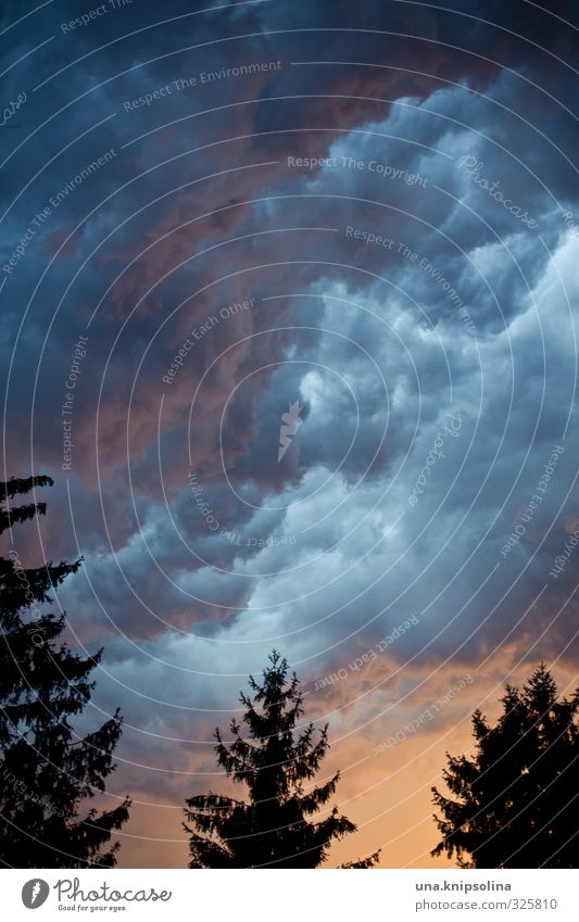 gosh Environment Nature Sky Clouds Storm clouds Sunlight Bad weather Gale Thunder and lightning Tree Exceptional Threat Dark Creepy Fear Weather Silhouette