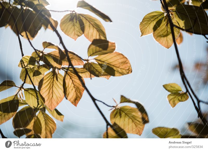 leaves Nature Plant Cloudless sky Spring Tree Leaf Friendliness Bright Twig Colour photo Exterior shot Detail Deserted Day Light Shadow Sunlight Back-light