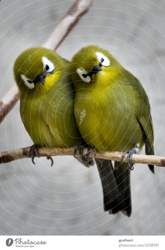 Two Small Green Bird Sitting Together On Branch animal animal protection attentive beak biodiversity birds branch break close close-up cosy couple cuddle