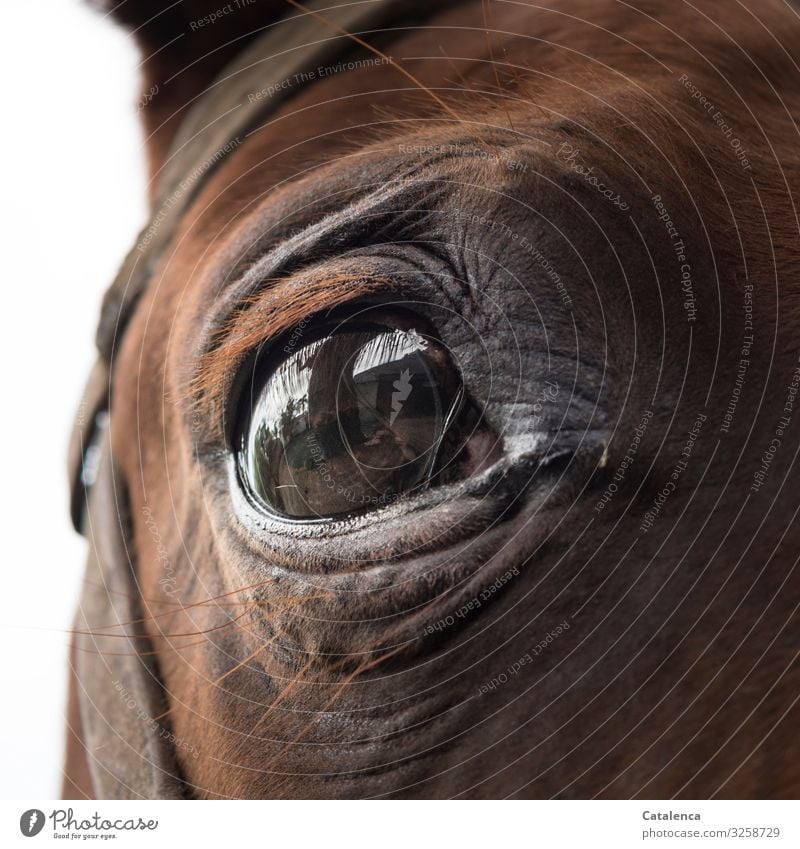 A brown horse eye looks anxiously into the camera Eyes Horse Animal Brown Looking Animal portrait Looking into the camera Farm animal Detail Nature Fear