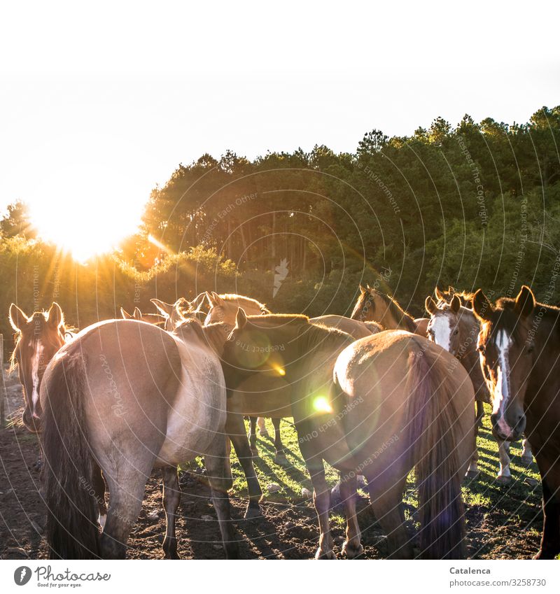 Horses stand in the paddock in the evening and wait Nature Plant Animal Sky Sun Summer Beautiful weather Tree Grass Willow tree Farm animal Group of animals