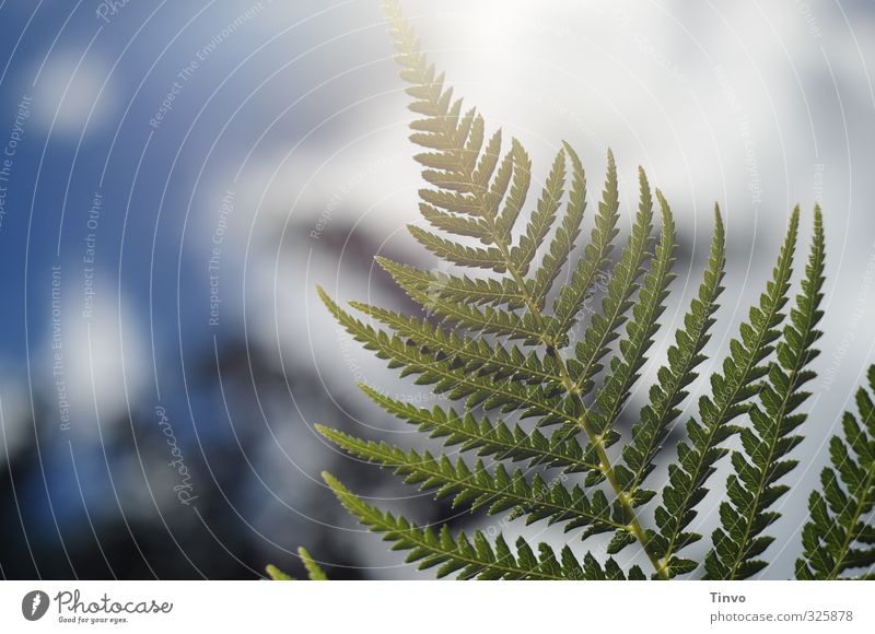 Backlit plant Nature Plant Sky Beautiful weather Fern Blue Green White Delicate Colour photo Exterior shot Close-up Deserted Copy Space left Day Contrast