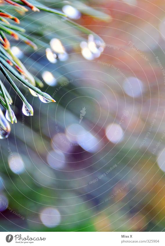 morning dew Drops of water Grass Leaf Wet Moody Beginning Dew Fresh Blur Point Fir needle Colour photo Exterior shot Close-up Macro (Extreme close-up) Deserted