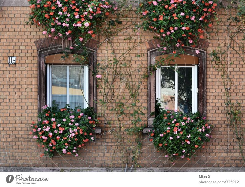 façade Living or residing Flat (apartment) Dream house Redecorate Flower Old town House (Residential Structure) Window Blossoming Hang Geranium Balcony plant