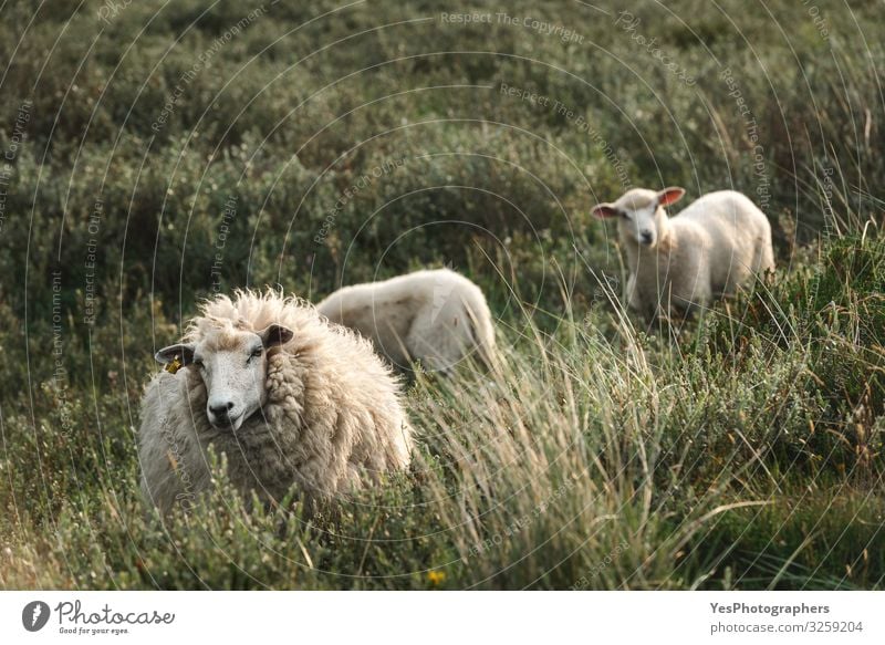 White sheep and lambs in tall grass on Sylt island Northern farm North Sea Animal Animal family To feed Stand Cute Frisia Germany Schleswig-Holstein
