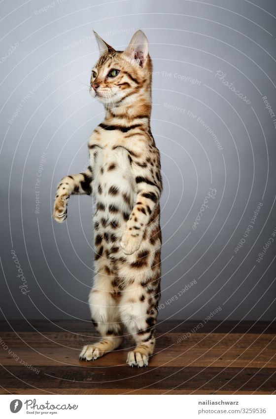 Stand with both feet firmly on the ground... Lifestyle Beautiful Animal Pet Cat bengal cat Bengali Cat 1 Observe To hold on Crouch Looking Cool (slang)