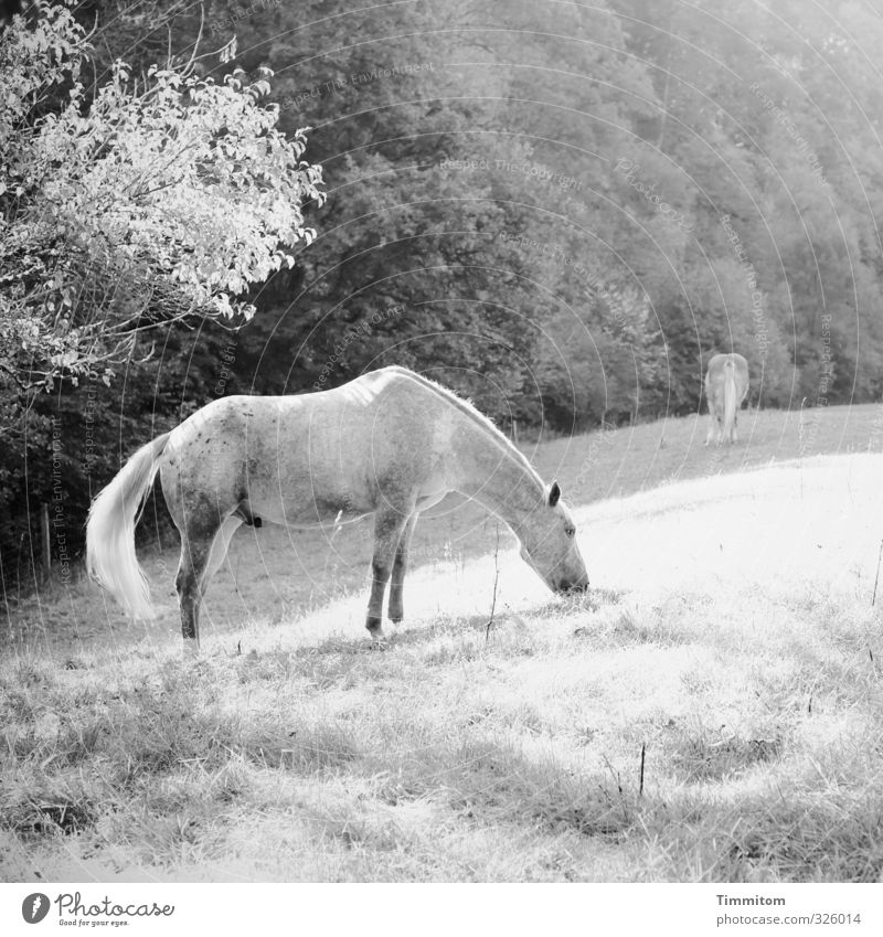 black-and-white gray unicorn. Trip Environment Nature Plant Tree Grass Meadow Forest Animal Horse 2 To feed Simple Natural Gray Black White Emotions Penis