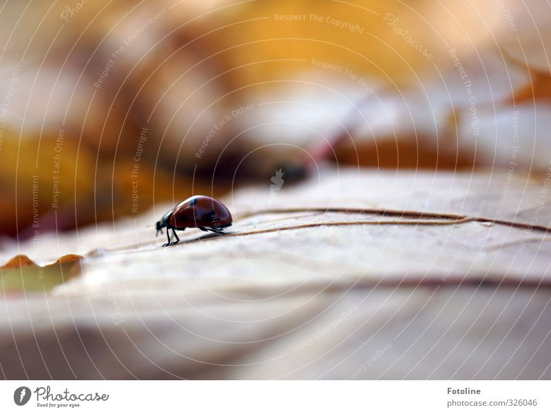 autumn hike Environment Nature Plant Animal Autumn Leaf Park Forest Wild animal Beetle 1 Free Small Natural Brown Ladybird Autumn leaves Colour photo