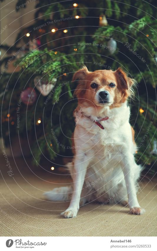 Portrait of Happy brown cute dog, dog with bokeh background Joy Face Playing Summer Baby Friendship Nature Animal Grass Fur coat Pet Dog Friendliness Small Cute