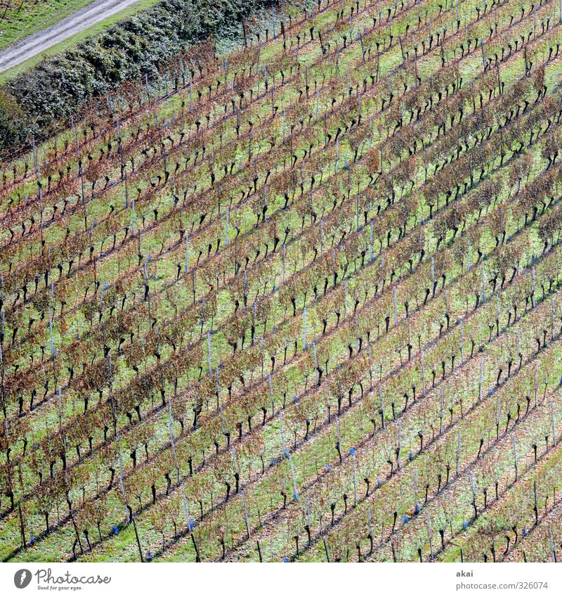 Vineyard on the Tuniberg near Freiburg Field Farmer Agriculture vines Wine growing Nature Exterior shot Growth Winery Rural work Food Bleak defoliated Green
