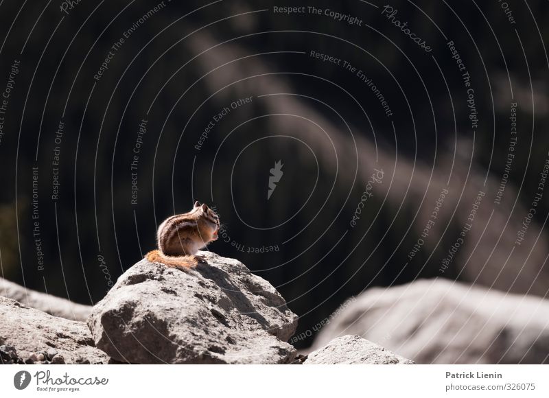 Animal | My friend Chippy Environment Nature Elements Rock Wild animal 1 Observe Discover Looking Sit Eastern American Chipmunk USA National Park