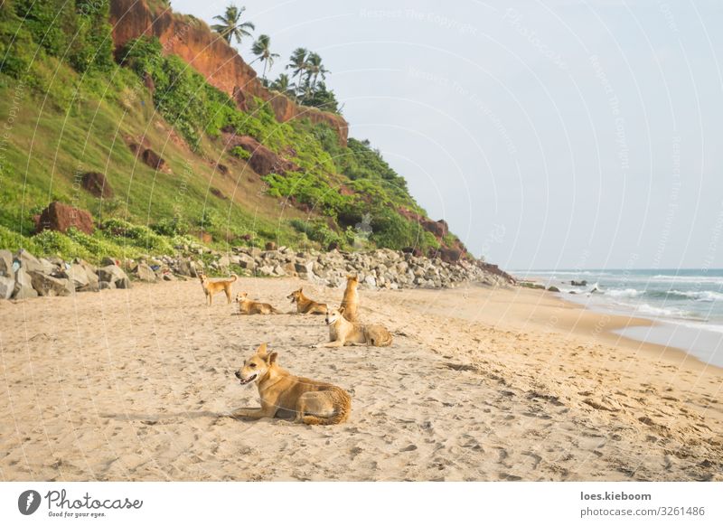 Tropical dog family Relaxation Vacation & Travel Summer Summer vacation Sunbathing Beach Ocean Nature Sand Foliage plant Wild plant Virgin forest Waves Coast