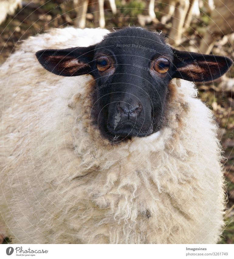 Sheep mourning#Sheep mourning#Mourning Agriculture Forestry Animal Pet Farm animal Lamb's wool 1 Sadness Whimsical "close-up sad great sorrow Grief