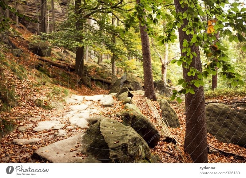 stony road Well-being Calm Vacation & Travel Trip Adventure Freedom Mountain Hiking Environment Nature Landscape Autumn Tree Forest Rock Idyll Curiosity