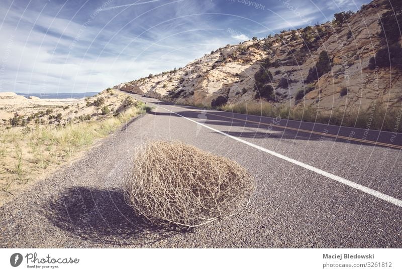 Tumbleweed on a road, USA. Vacation & Travel Tourism Trip Adventure Far-off places Freedom Cycling tour Summer Nature Landscape Sky Street Highway Discover