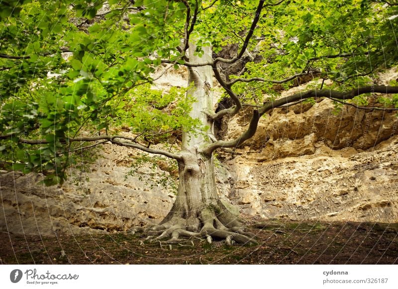 tree of life Healthy Life Relaxation Calm Hiking Environment Nature Summer Tree Forest Rock Mountain Uniqueness Experience Eternity Freedom Hope Idyll Complex