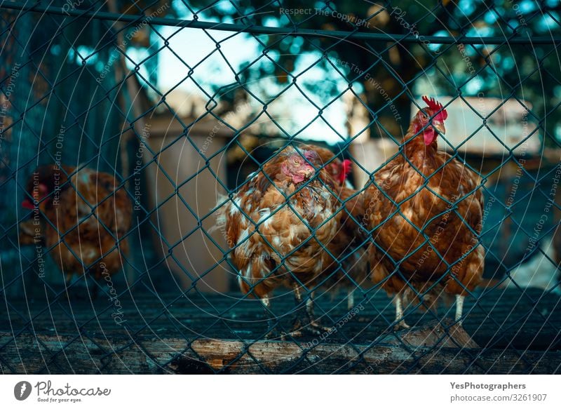 Red chickens behind a fence. Molting hens at a german farm Animal Farm animal Bird Group of animals Gloomy Brown Emotions Moody Safety Stress agriculture avian