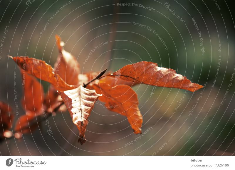 foliage Autumn Winter Tree Leaf Beech tree Beech leaf Beech wood Forest Wet Brown Green Senior citizen Transience Light Shallow depth of field