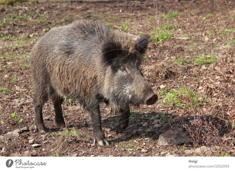 Wild boar foraging in the forest Environment Nature Plant Animal Earth Summer Beautiful weather Grass Forest Wild animal brook 1 Looking Stand Authentic