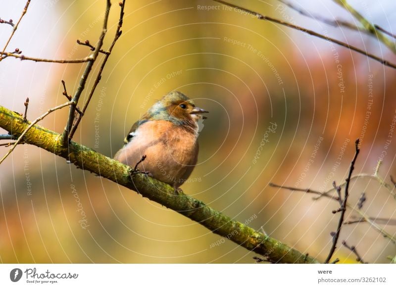 Chaffinch on a branch in autumn forest Winter Nature Animal 1 Beautiful Small bird bird feeding branches copy space feathers fly nobody songbird tree Wild