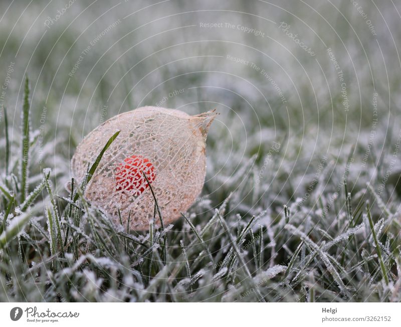 Fruit of a physalis with a net-like covering and hoarfrost lies in the frozen grass Environment Nature Plant Winter Ice Frost Grass Physalis Garden Sheath