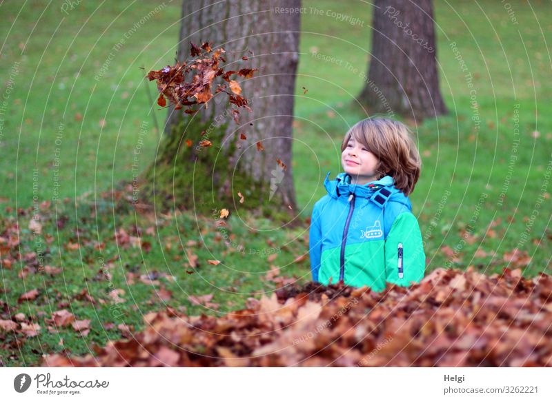 friendly boy stands on a meadow and looks for floating autumn leaves Human being Masculine Child Infancy 1 3 - 8 years Environment Nature Plant Autumn Tree