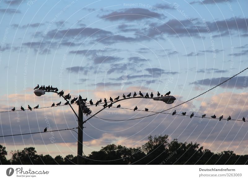 Birds on a wire Wild animal Pigeon Flock Crouch Sit Wait Blue Black Endurance Modest Calm Street lighting Cable Clouds Dusk Colour photo Deserted Evening
