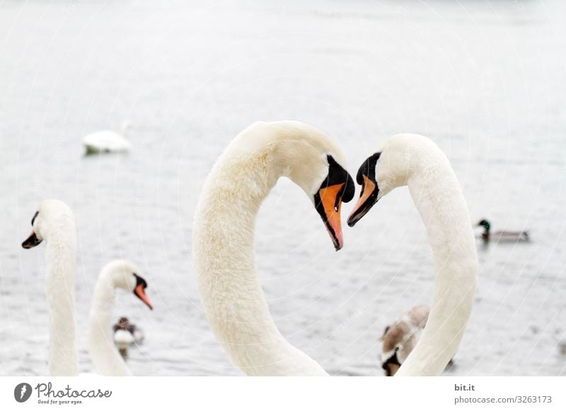 Swans in love, forming heart, by the water. Vacation & Travel Trip Adventure Environment Nature Landscape Water Sky Coast Lake River Animal Group of animals