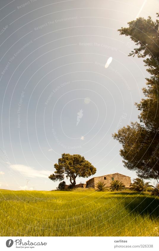 retirement residence Plant Cloudless sky Sunlight Summer Beautiful weather Tree Grass House (Residential Structure) Ruin Manmade structures Esthetic Blue Yellow