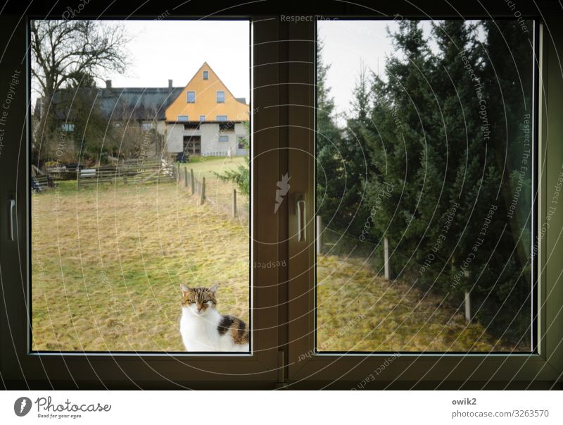 repressed Sky Tree Grass Bushes Meadow Fence Fence post House (Residential Structure) Window Window frame Cat 1 Animal Observe Looking Sit Wait Patient Calm