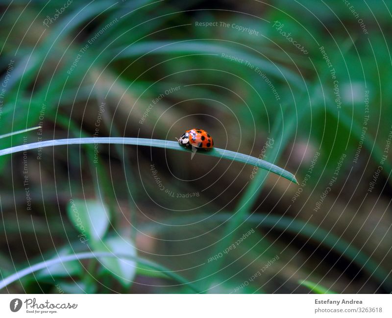 Little ladybug on a grass leave Animal Wild animal Beetle 1 Joie de vivre (Vitality) Spring fever Acceptance Trust Safety Protection Love of animals Beautiful
