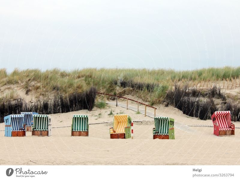 several empty beach chairs stand on the beach in front of the dunes Leisure and hobbies Vacation & Travel Tourism Beach Environment Nature Landscape Plant