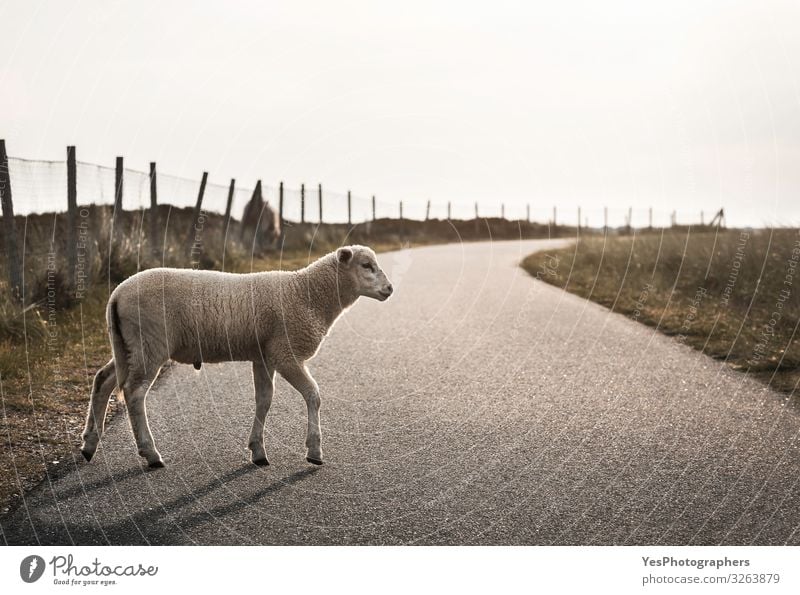 Sheep on road. Lamb walking on alley. Baby sheep crossing street Summer Landscape North Sea Lanes & trails Animal Farm animal 1 Baby animal Free Cute Loneliness