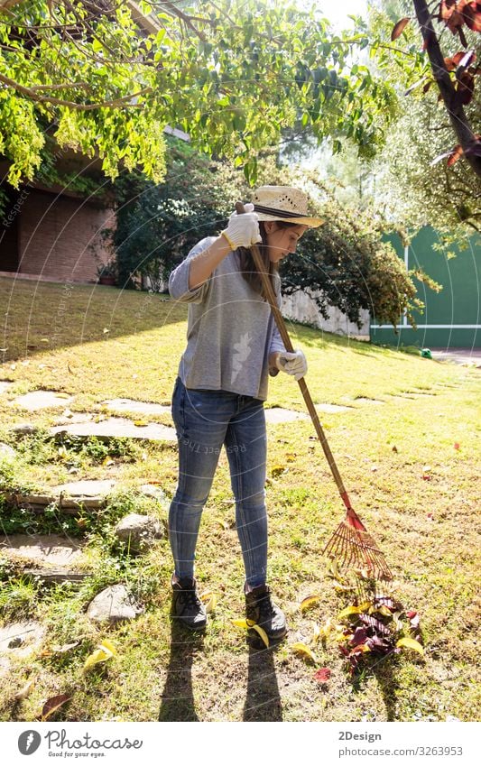 Young woman girl working in backyard raking collecting of autumn foliage oak leaves with green grass lawn tool equipment home outside 1 season activity