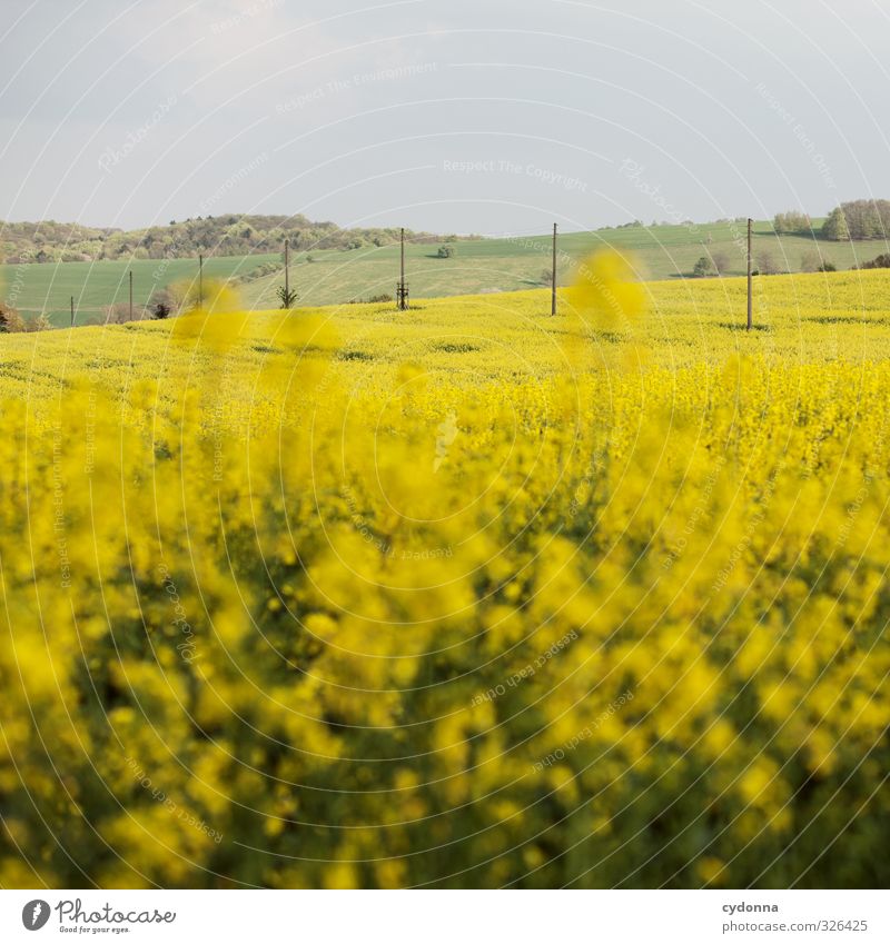 Oh - a rapeseed picture! Agriculture Forestry Environment Nature Landscape Sky Spring Beautiful weather Agricultural crop Meadow Field Hill Freedom Horizon