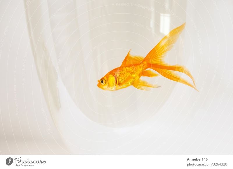 goldfish swimming in a fishbowl on white background, Bowl Beautiful Freedom Business Friendship Nature Animal Pet Aquarium Movement Flying Jump Happiness New