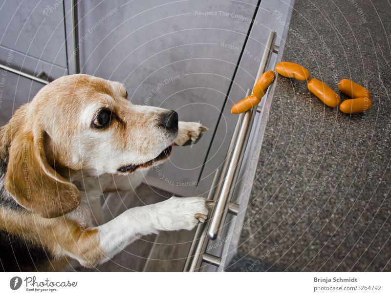 A cheeky beagle steals sausages Sausage Hunting Pet Dog Animal face Paw 1 Running Eating Catch Feeding Laughter Jump Authentic Success Brash Happiness Funny