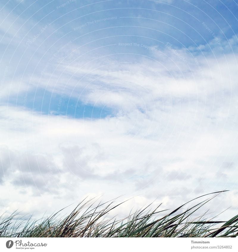 So much sky! Sky Blue Clouds White stalks Green Marram grass Wind energy plant North Sea Denmark Nature Deserted Vacation & Travel