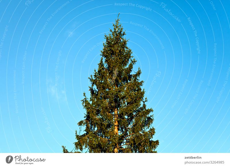 Christmas tree Christmas & Advent Deserted Coniferous trees Copy Space Anti-Christmas Nordmann fir Fir tree Sky Heaven