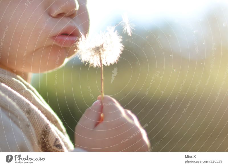 blow Children's game Human being Toddler Infancy 1 1 - 3 years 3 - 8 years Summer Flower Cute Joy Dandelion Blow Flying Air Colour photo Exterior shot Close-up