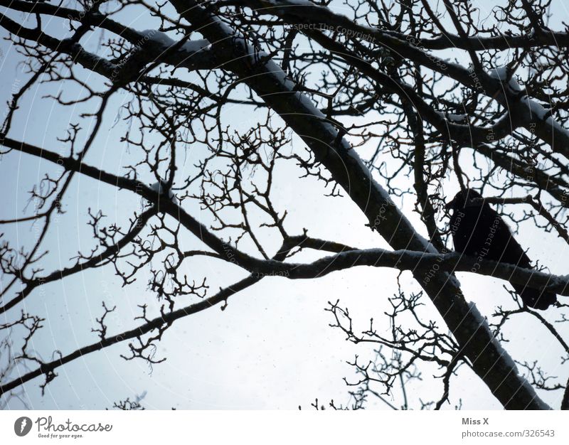 Crow in winter Winter Snow Tree Animal Wild animal Bird 1 Cold Black Emotions Moody Grief Death Branch Twig Winter activities Colour photo Subdued colour