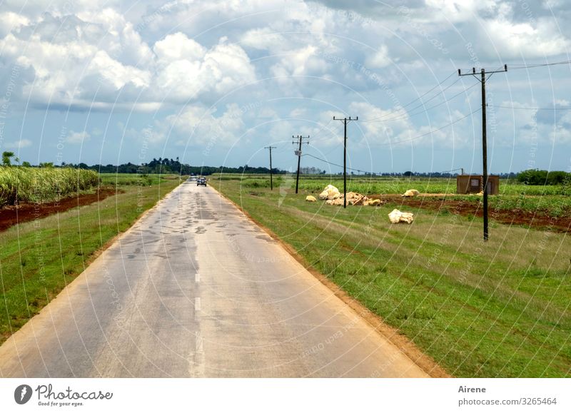 No end in sight Agriculture Forestry Landscape Sky Clouds Sugarcane plantation Field Plain Cuba Traffic infrastructure Motoring Street Car Electricity pylon