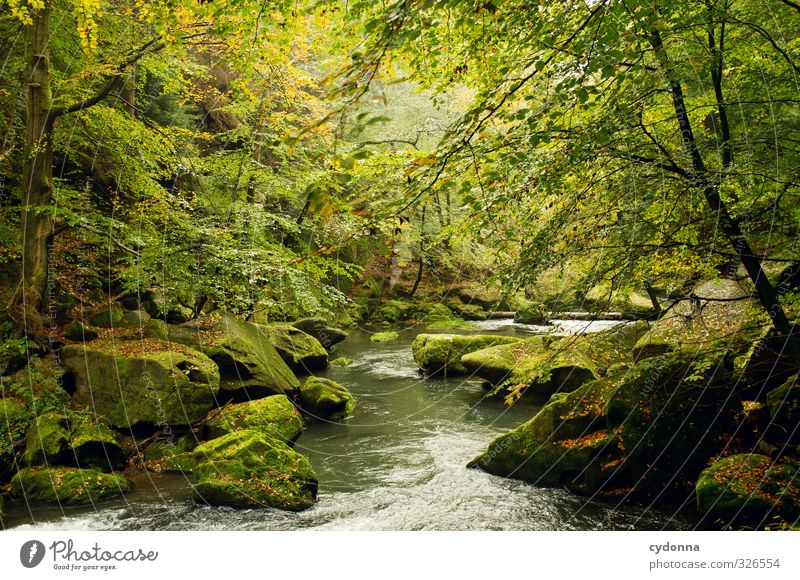 photo wallpaper Harmonious Relaxation Vacation & Travel Trip Adventure Hiking Environment Nature Landscape Water Autumn Tree Moss Forest Rock Brook River