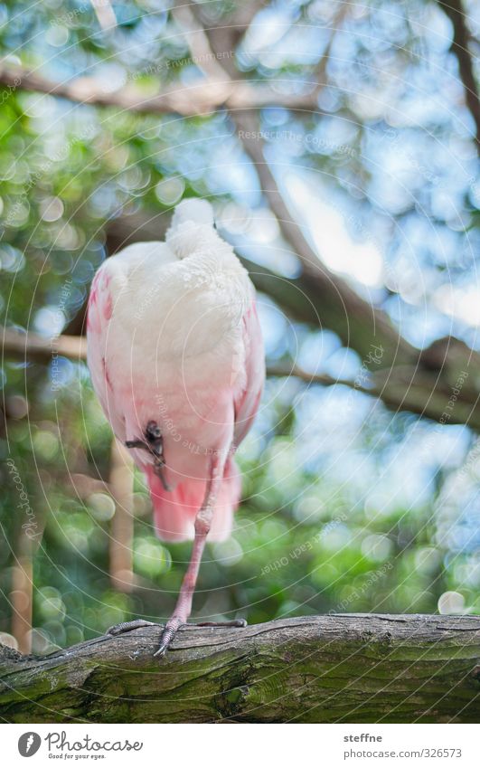 Where's his head? Tree Animal Wild animal Bird 1 Funny Colour photo Animal portrait