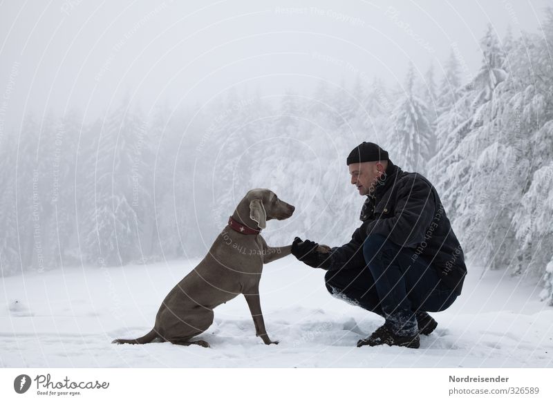 Man with Weimaraner hunting dog in a snowy forest Life Harmonious Senses Relaxation Calm Meditation Trip Winter Snow Hiking Human being Adults 45 - 60 years
