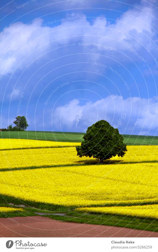 Tree in the rape field Far-off places Agriculture Forestry Nature Landscape Plant Sky Clouds Horizon Sunlight Spring Summer Weather Beautiful weather Blossom