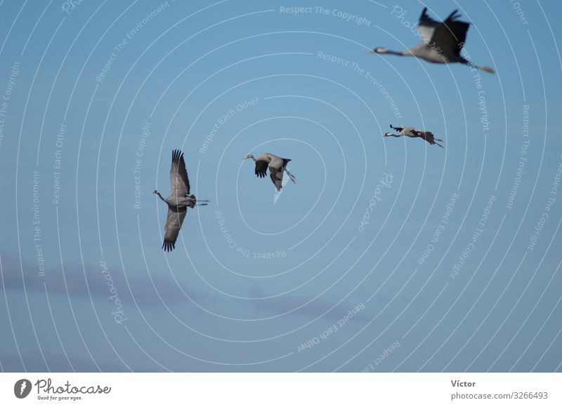 Common cranes (Grus grus) in flight. Gallocanta Lagoon Natural Reserve. Aragón. Spain. Nature Animal Bird Flying Wild animals aragon avian common cranes